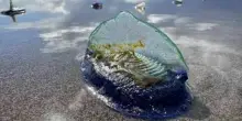 Misteriosi animali blu ricoprono le spiagge del Galles: cosa sono le Velella velella