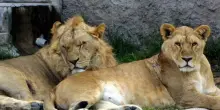 Sospetto colpo di calore, tre leoni morti allo zoo di Tokyo: soffrivano di disidratazione e insufficienza multiorgano