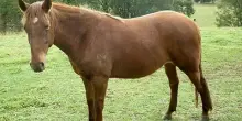 Precipita nel burrone col suo cavallo: morti entrambi