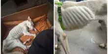 Va in vacanza e lascia il cane meticcio senza acqua n&eacute; cibo: Pongo trovato pelle e ossa, pesava solo 20 chili