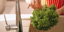 Allarme alimentare negli Stati Uniti, due decessi per ciclosporiasi: ritirata l'insalata iceberg di Taylor Farms