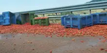 Tir perde carico di pomodori in autostrada, traffico in titl: il video