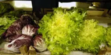 Ciclosporiasi, due morti in Michigan: cos?&egrave; l?infezione legata all?insalata servita nei fast food