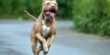 Bambina di 6 anni azzannata al volto da un cane randagio: &egrave; in rianimazione