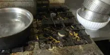 Cibo lasciato marcire e piatti neri per lo sporco nella cucina degli orrori: clienti allontanati durante il blitz
