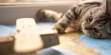 Giornata mondiale del gatto, i consigli per portare in vacanza i nostri amici a quattro zampe: ecco cosa fare