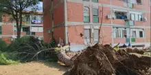 Pino cade su palazzina, paura e danni