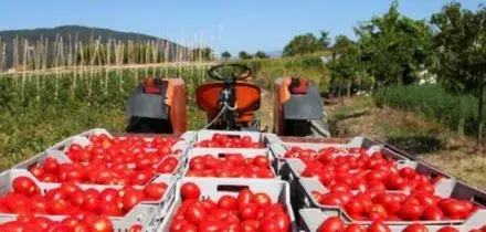 Agroindustria, in Campania il record di contratti di filiera finanziati dal Pnrr