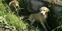 Cani scaricati e abbandonati in un fossato vicino all'autostrada, salvati da due agricoltori
