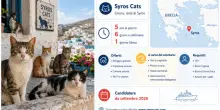 Isola greca cerca volontari per assistere i gatti randagi: come candidarsi e quali sono i requisiti richiesti