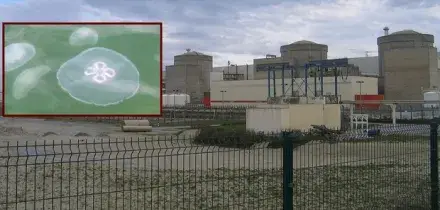 Meduse invadono il sistema pompaggio dell'acqua di mare della centrale nuicleare di Gravelines: stop ai reattori