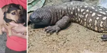 Lucertola messicana velenosa ricercata da un mese, la cagnolina Stella la fiuta e attira l'attenzione dei padroni abbaiando