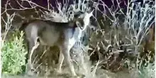 Un animale selvatico terrorizza un paesino nel Barese: bambino di 6 anni azzannato, &egrave; il terzo in 10 giorni
