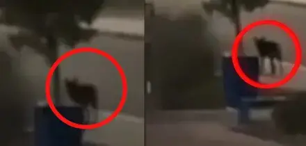 Allarme lupi a Noicattaro, terzo bambino azzannato nel giro di pochi giorni. Il sindaco chiude i parchi. Ricerche anche con i droni