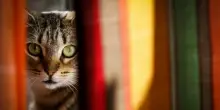 La storia del gatto Charlie: scomparso per dieci anni, ricompare per il compleanno della sua proprietaria