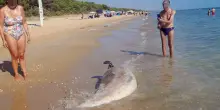 Un delfino trovato morto sulla spiaggia: ha una profonda ferita