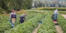 Stipendio di 800 euro al mese per 62 ore di lavoro a settimana, i tre gestori dell'azienda accusati di sfruttamento