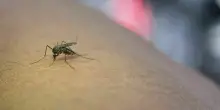 West Nile, primo morto in Veneto: boom di casi ad agosto. Sintomi, rischi e come proteggersi