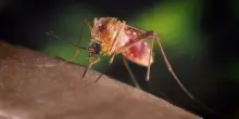West Nile in Italia, contagi aumentati del 60% in una settimana. Primo decesso in Veneto, le vittime salgono a 7