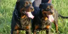 Sbranato da due rottweiler, Giuseppe Pampo muore a 72 anni: l'incidente avvenuto nelle campagne del Salento