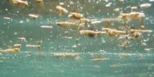 Alga tossica lungo la costa in Abruzzo: dai problemi respiratori alla febbre, i rischi per i bagnanti