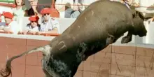 Remo Filippini ucciso dall'incornata del suo toro imbizzarrito, ferito anche il figlio che tentava i soccorsi