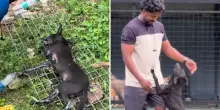 Trova un cane intrappolato nel catrame da tre giorni: il video del salvataggio fa il giro del mondo