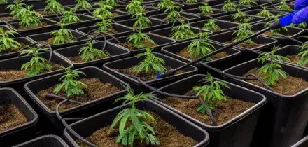White hash, la nuova droga arriva nel Napoletano: 7 grammi trovati in un box, quattro arresti