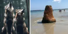 Lupi a Torre Guaceto, scatta l'allarme tra turisti e bagnanti. Ma il consorzio spiega: &laquo;Non sono pericolosi, ecco come comportarsi&raquo;