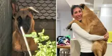 Jack, cucciolo di 5 mesi costretto a vivere sul balcone di casa tra i suoi escrementi: salvato e adottato da una nuova famiglia