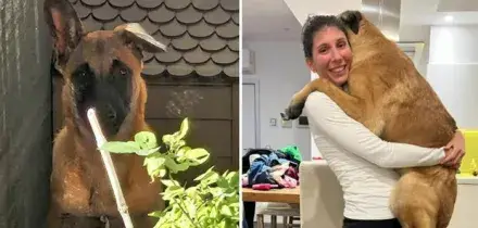 Jack, cucciolo di 5 mesi costretto a vivere sul balcone di casa tra i suoi escrementi: salvato e adottato da una nuova famiglia