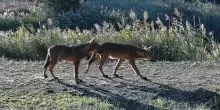 I lupi alle porte di Roma, crescono le colonie: ecco dove. &laquo;Si cibano anche di cinghiali che ormai sono in soprannumero&raquo;