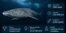 Squalo della Groenlandia catturato per caso: ha 392 anni, &egrave; il vertebrato pi&ugrave; longevo sulla Terra