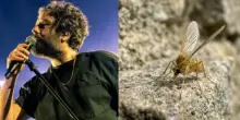 Toscana virus, cos'&egrave; l'infezione (che ha contratto Tommaso Paradiso). Pregliasco: &laquo;Non sottovalutarla, pu&ograve; provocare meningite&raquo;