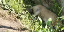 Due cani Golden Retriever abbandonati in un canale sull'autostrada: &laquo;Salvati dai volontari e adottati&raquo;