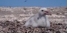 Plastica in mare: per i pulcini di petrella gigante bastano pochi frammenti per fare danni