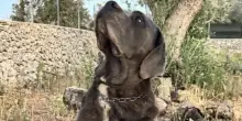 Cane corso sbranato da un lupo, muore dopo alcune ore: aggressione choc nel Salento