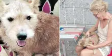 Cane scomparso da sette anni torna dalla padrona: la storia di Bruno riconosciuto grazie ai social