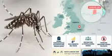 La zanzara tropicale (quella della dengue) arriva a Londra: primo caso, effetto caldo estremo
