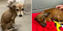 Rinchiusi nei recinti, senz'acqua e denutriti: salvati 15 cani, uno ritrovato morto. &laquo;Infestati dai parassiti, pesano due chili&raquo;