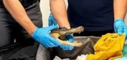 Porta in valigia la testa essiccata di un coccodrillo: denunciato un passeggero di ritorno in Italia da Miami