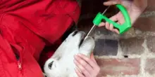 Pecore e capre costrette a ingerire una capsula con il microchip, tante muoiono soffocate. Allevatori sconvolti