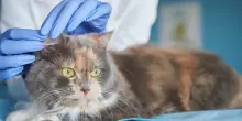 &laquo;Abbiamo portato la nostra gatta di 19 anni dal veterinario per l'eutanasia. Pi&ugrave; di un anno dopo abbiamo scoperto che era ancora viva&raquo;