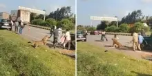 Leopardo attacca un funzionario forestale durante il soccorso: l?aggressione ripresa in video
