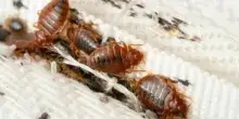 Cimici dei letti in valigia, come evitare di portarle a casa dopo una vacanza