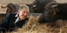 Jody Scheckter, ex campione di F1 dovr&agrave; pagare una multa di 1,5 milioni per colpa dei bufali d'acqua