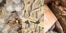 Tentano di far esplodere un nido di Vespe orientalis vicino Roma: gli imenotteri nascosti in una cassetta postale
