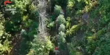 Monti Lattari, pistole e droga tra la vegetazione e non solo: scattano i sequestri