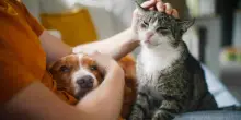 Cucce al posto delle culle, il &laquo;pet parenting&raquo; diventa un trend globale: oltre un giovane su 2 preferisce cani e gatti ai figli