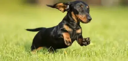 &laquo;Ho comprato un cane bassotto online, versato due bonifici di 250 euro, ma era tutta una truffa&raquo;